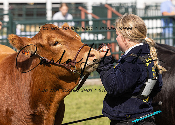 2023 Roosevelt County Fair Beef Show-3