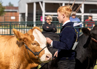 2023 Roosevelt County Fair Beef Show-6
