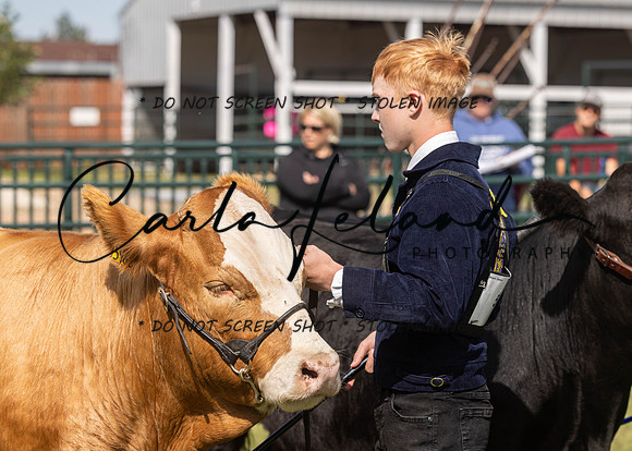 2023 Roosevelt County Fair Beef Show-6