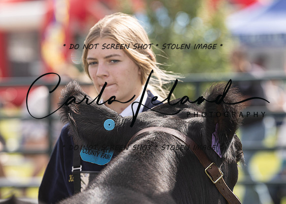 2023 Roosevelt County Fair Beef Show-7