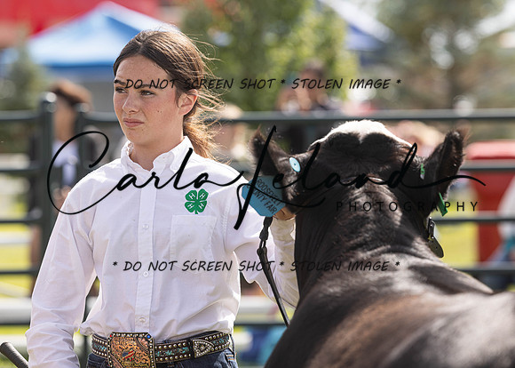 2023 Roosevelt County Fair Beef Show-8
