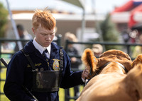 2023 Roosevelt County Fair Beef Show-9