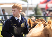 2023 Roosevelt County Fair Beef Show-10