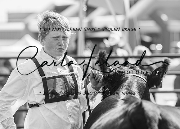 2023 Roosevelt County Fair Beef Show-12