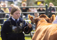 2023 Roosevelt County Fair Beef Show-14