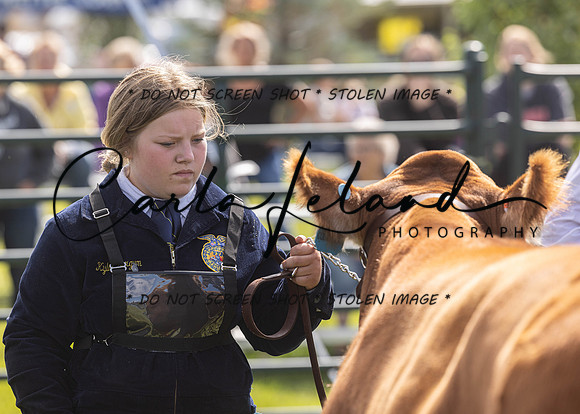 2023 Roosevelt County Fair Beef Show-14
