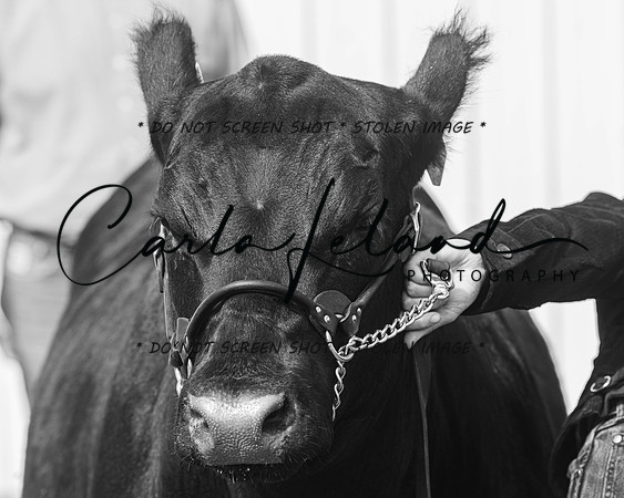 2023 Roosevelt County Fair Beef Show-23