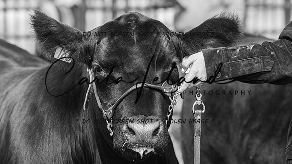 2023 Roosevelt County Fair Beef Show-24