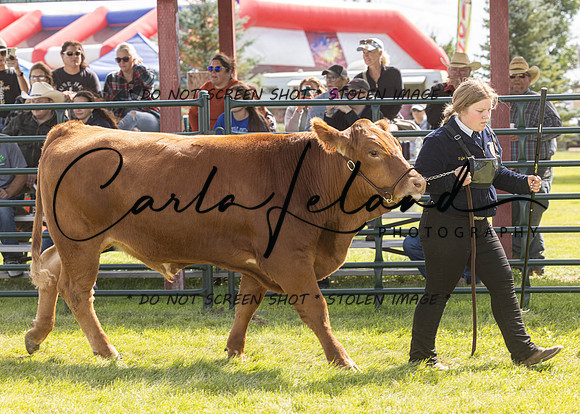 2023 Roosevelt County Fair Beef Show-26