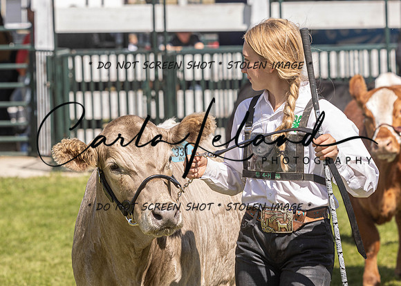 2023 Roosevelt County Fair Beef Show-142