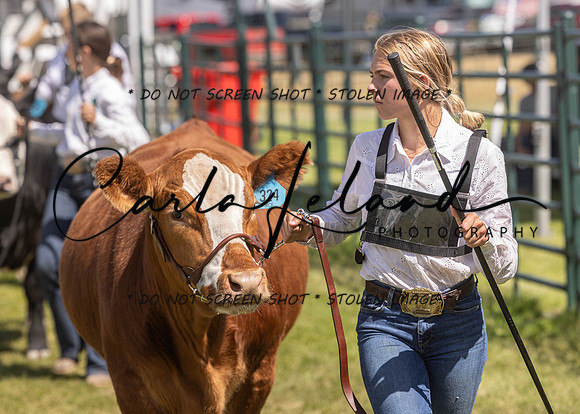 2023 Roosevelt County Fair Beef Show-143
