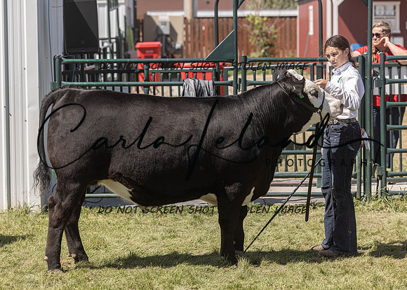 2023 Roosevelt County Fair Beef Show-146
