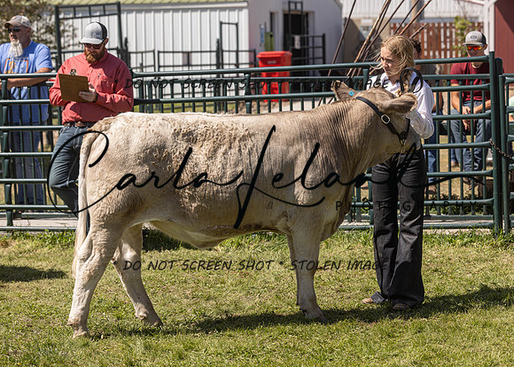 2023 Roosevelt County Fair Beef Show-148