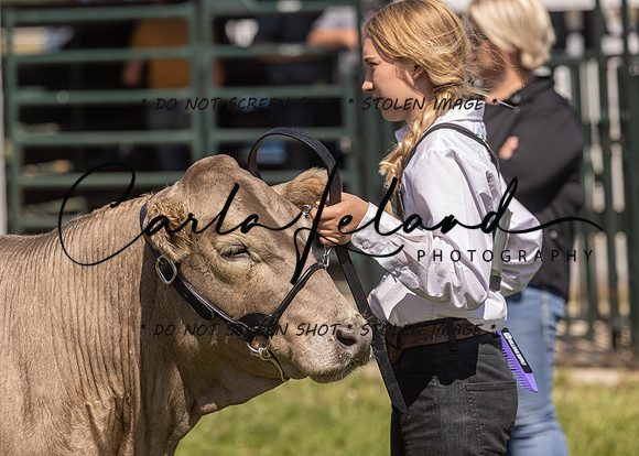 2023 Roosevelt County Fair Beef Show-149