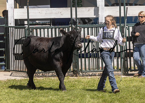 2023 Roosevelt County Fair Beef Show-150