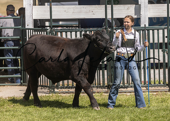 2023 Roosevelt County Fair Beef Show-151