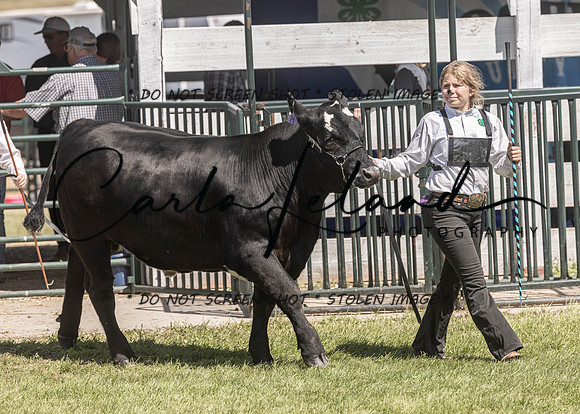2023 Roosevelt County Fair Beef Show-152