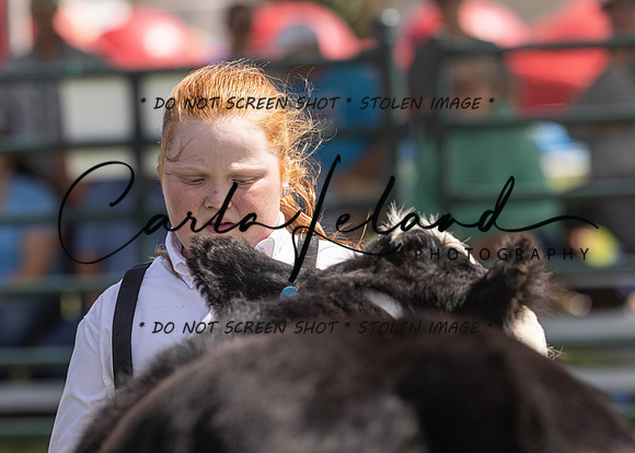 2023 Roosevelt County Fair Beef Show-158