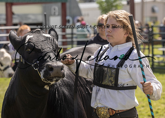 2023 Roosevelt County Fair Beef Show-165