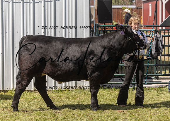 2023 Roosevelt County Fair Beef Show-168
