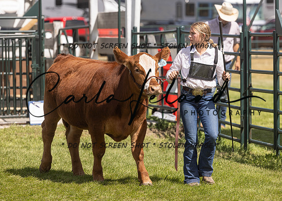 2023 Roosevelt County Fair Beef Show-169