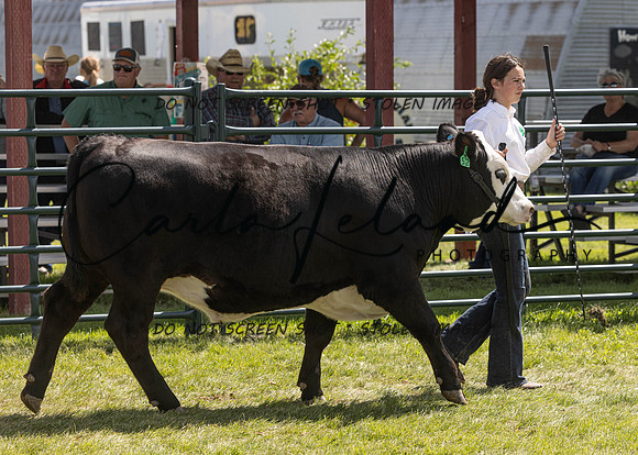 2023 Roosevelt County Fair Beef Show-176