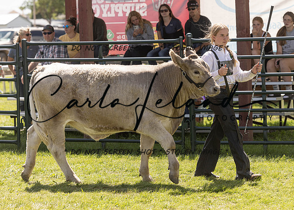 2023 Roosevelt County Fair Beef Show-179