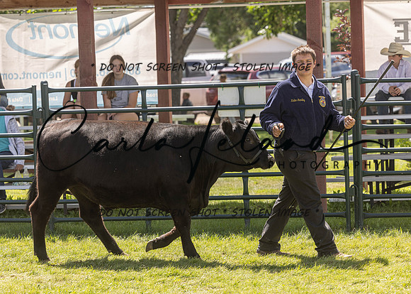 2023 Roosevelt County Fair Beef Show-180