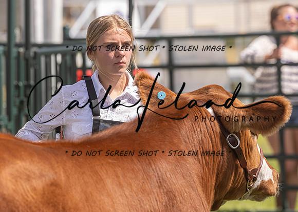2023 Roosevelt County Fair Beef Show-189