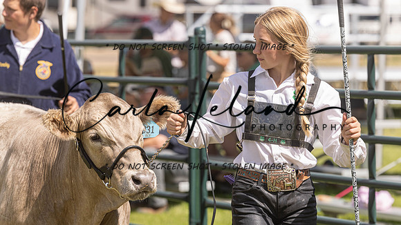 2023 Roosevelt County Fair Beef Show-191