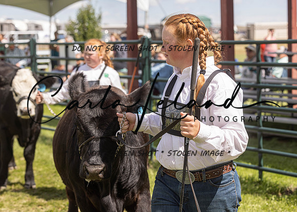 2023 Roosevelt County Fair Beef Show-192