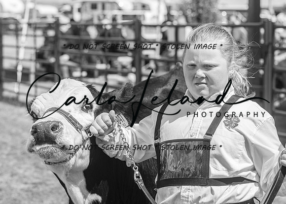 2023 Roosevelt County Fair Beef Show-193