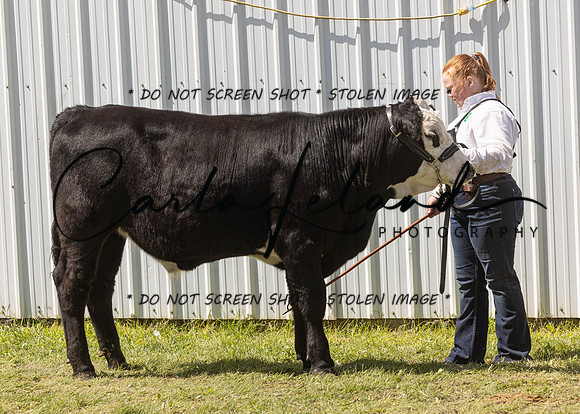 2023 Roosevelt County Fair Beef Show-195
