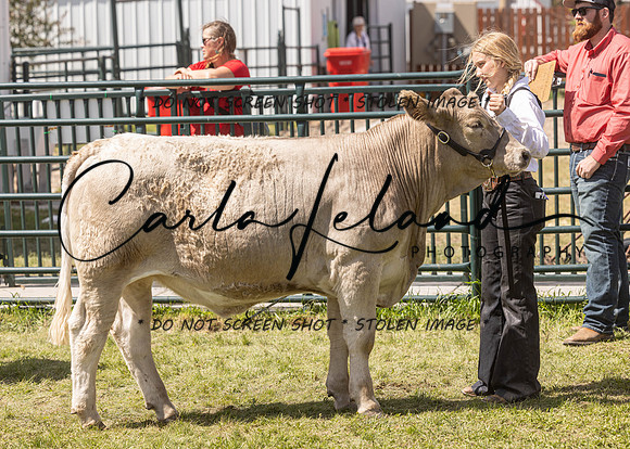 2023 Roosevelt County Fair Beef Show-196