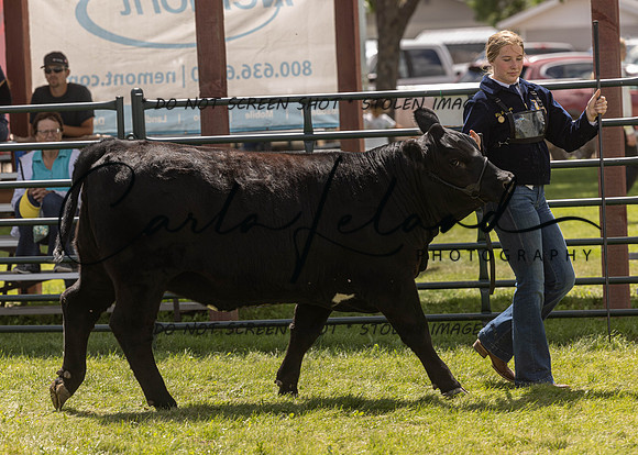 2023 Roosevelt County Fair Beef Show-198