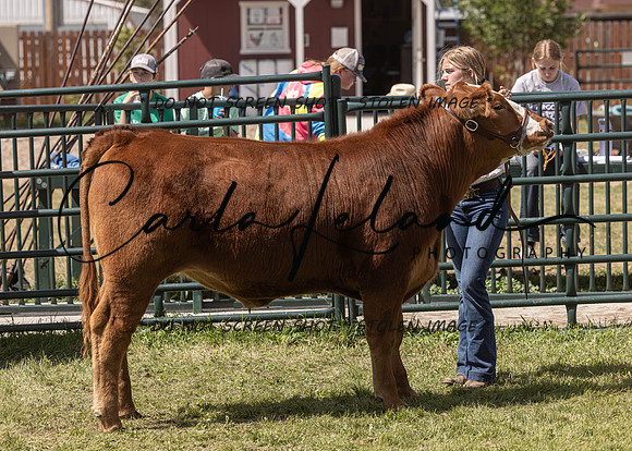 2023 Roosevelt County Fair Beef Show-197