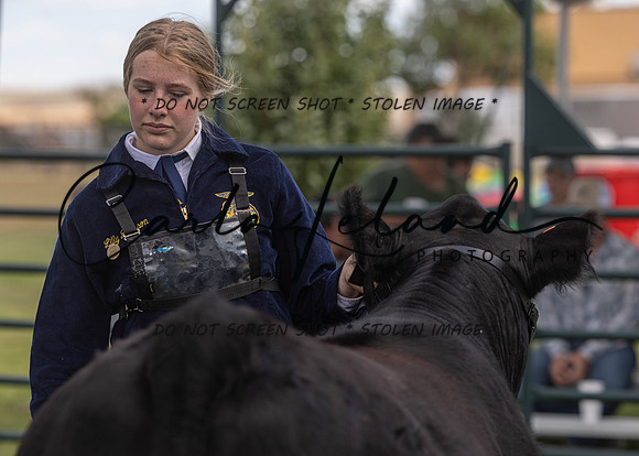 2023 Roosevelt County Fair Beef Show-201
