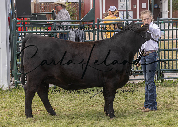 2023 Roosevelt County Fair Beef Show-203