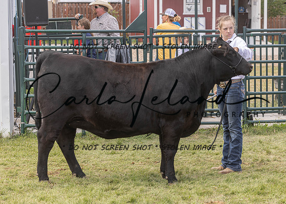 2023 Roosevelt County Fair Beef Show-204