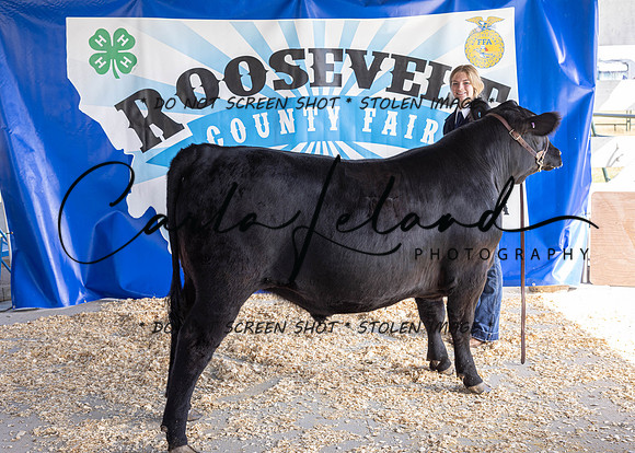 2023 Roosevelt County Fair Beef Show-1794
