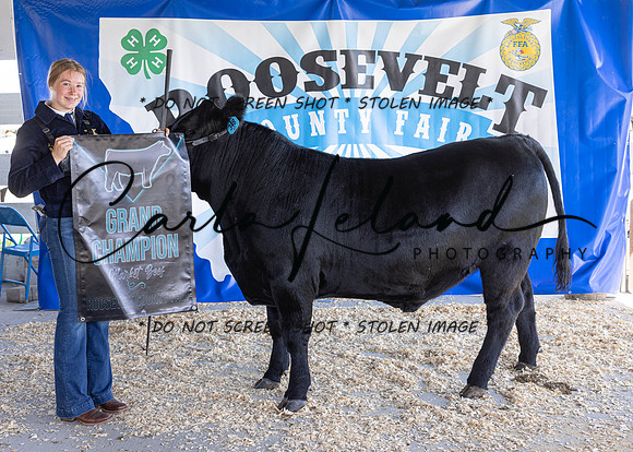 2023 Roosevelt County Fair Beef Show-1849