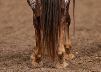 2023 Roosevelt County Fair Horse Show-66