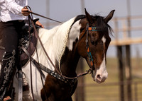 Horse Show, Aug 8, 2023