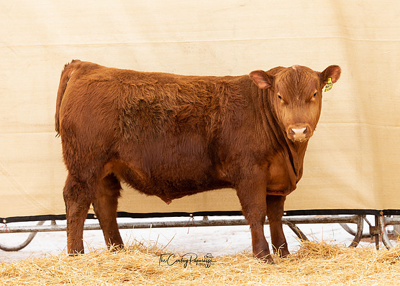 Bull 2156-