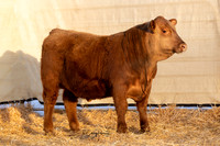 Bull 2035 FQ2