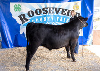 2023 Roosevelt County Fair Beef Show-1794