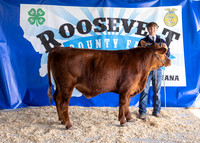 2023 Roosevelt County Fair Beef Show-1810