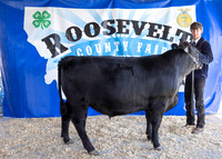 2023 Roosevelt County Fair Beef Show-1835