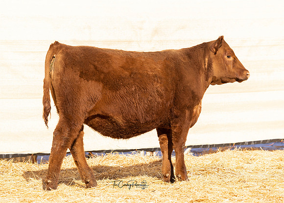Lot 202, Heifer 2255