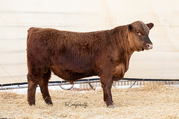 Bull 2151